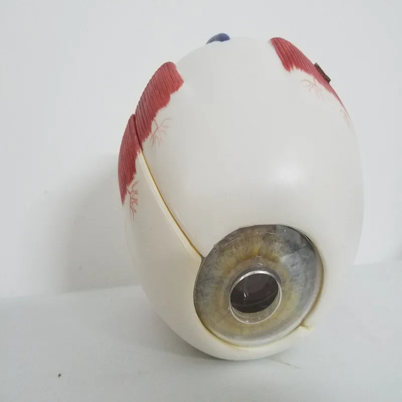 6X разборная анатомическая модель глаза 8 частей ПВХ человеческие медицинская