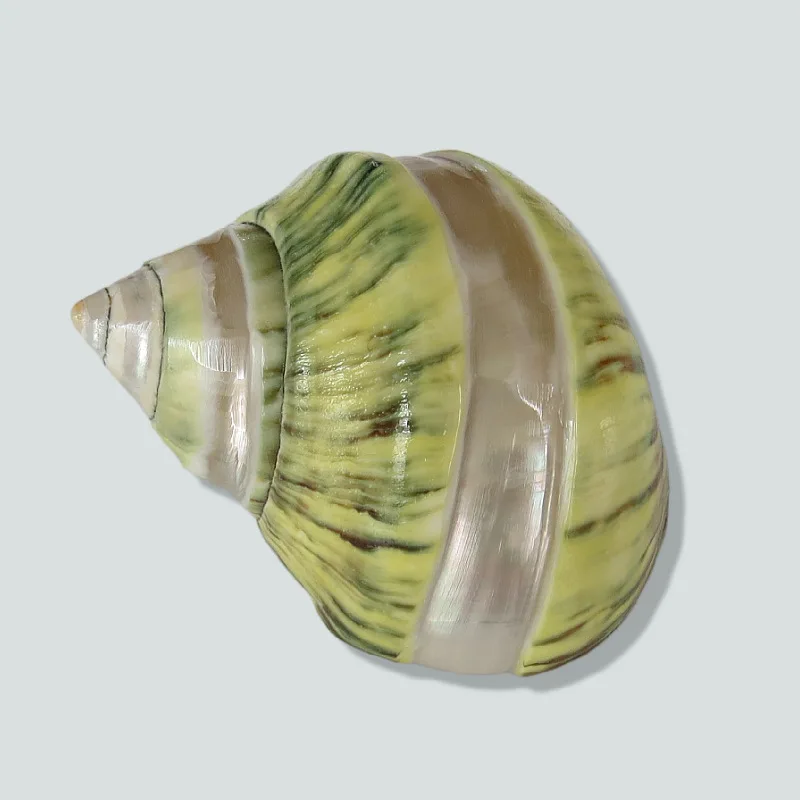 

Новый ракушки раковины желтый тюрбан отшельник Краб Замена ракушки украшения Ремесло ландшафтное украшение стрельба домашняя коллекция