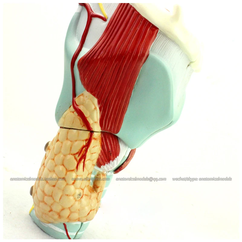 Ларингеальная мышечная хрящевая ткань CMAM/12505 медицинская обучающая