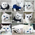 AZQSD 5D алмазная картина кошка полная дрель квадратная картина Стразы Алмазная вышивка животные декор для детской комнаты