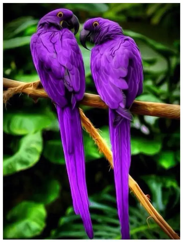 Животные Алмазная вышивка попугаи алмазная живопись искусство любовь птицы