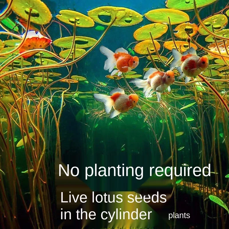 

10pcs Aquarium Aquarium decor Aquarium grass Fish tank accessories Fish tank lazy novice landscaping lotus decoration