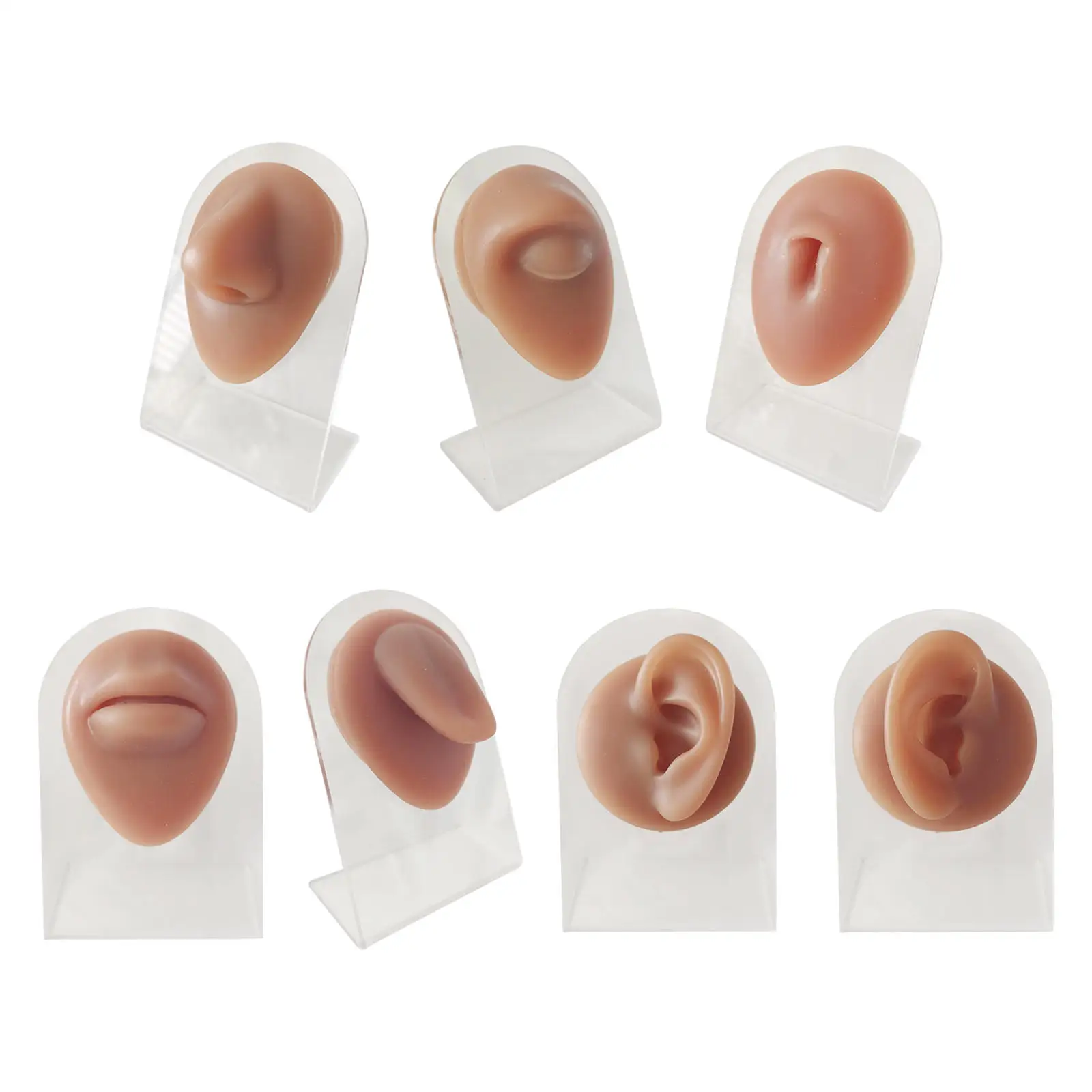 

Human Body Part Models Silicone Modeling Free of Bubbles for Piercing Exercises Office Teaching Demonstration Tool