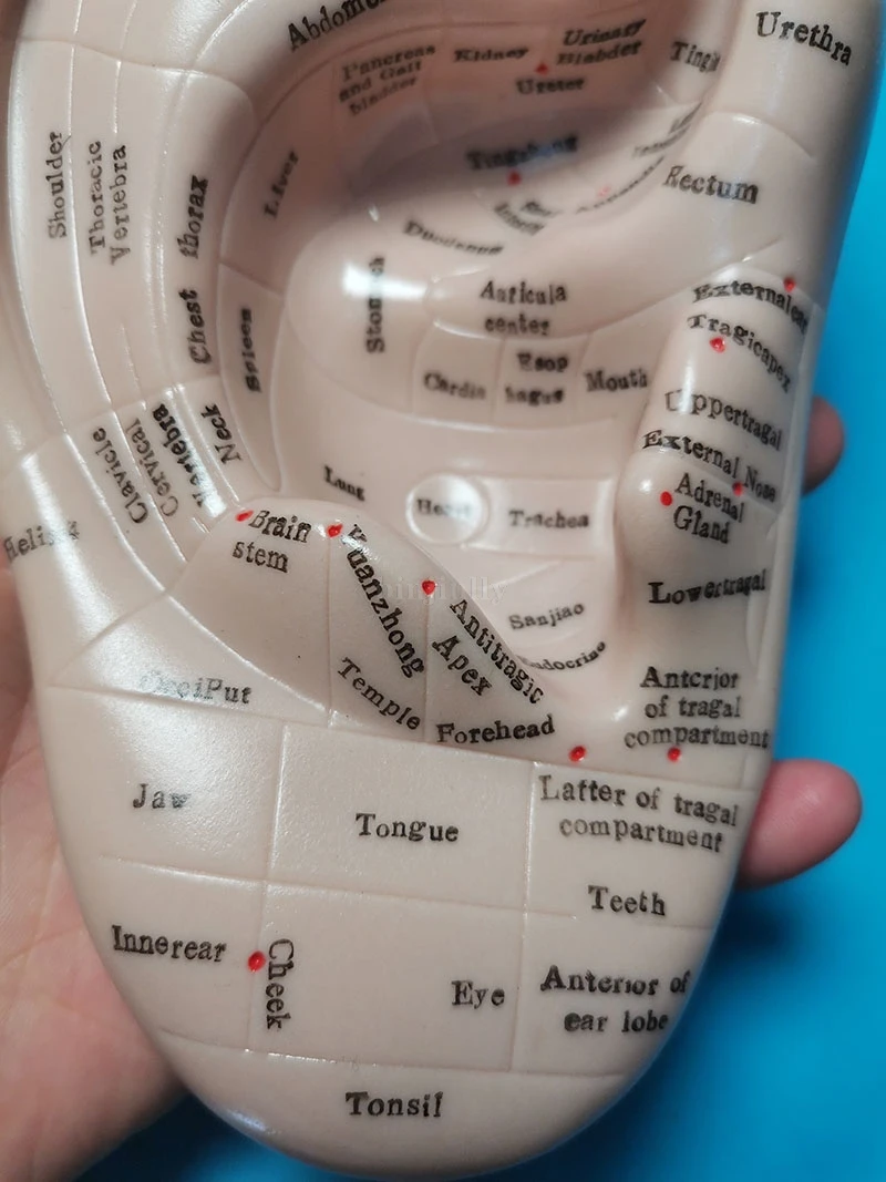 Семена ваккарии для акупунктуры 17 см мягкая резина английские иероглифы с