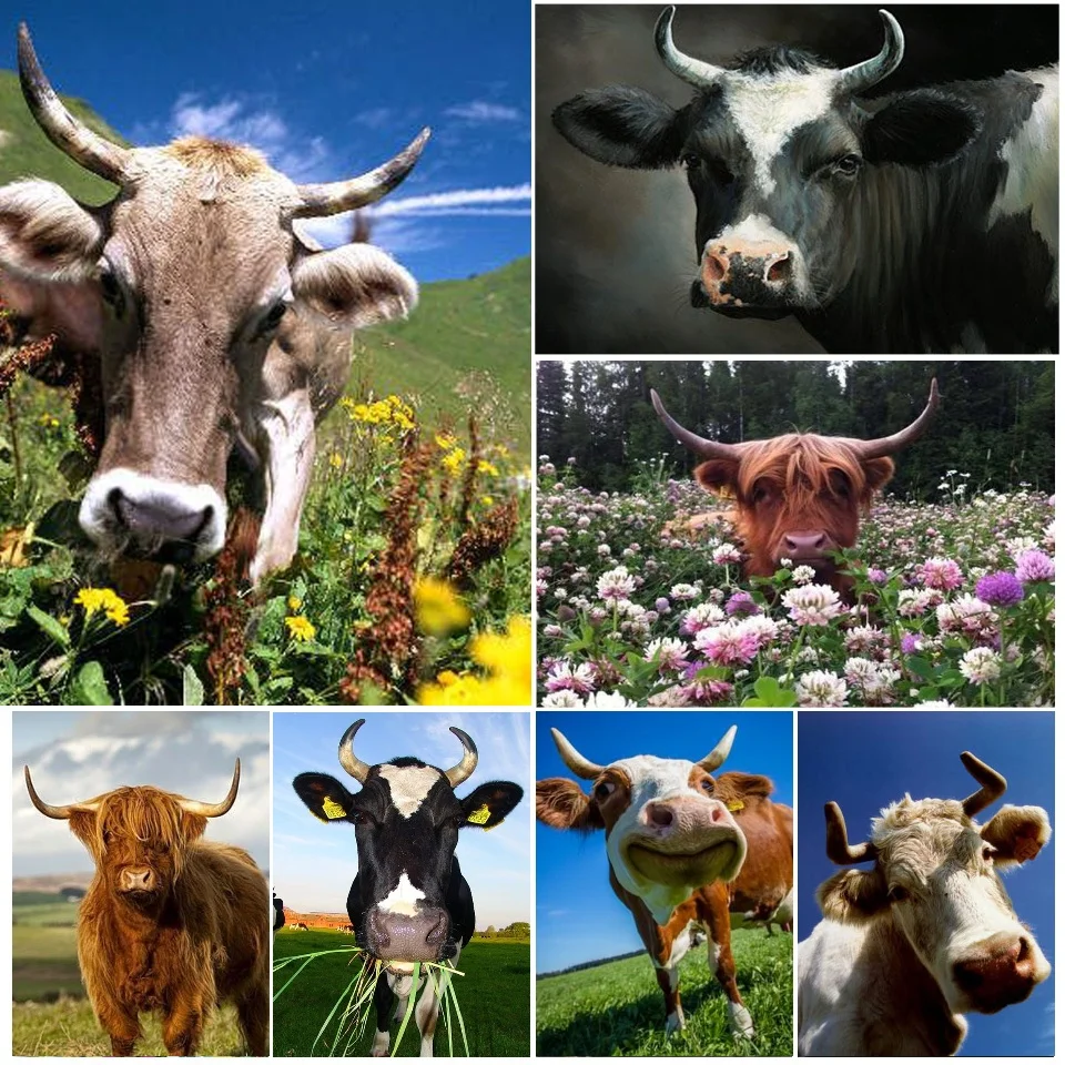 Милый животный панда олень слон пингвин шар 5D алмазная вышивка сделай сам