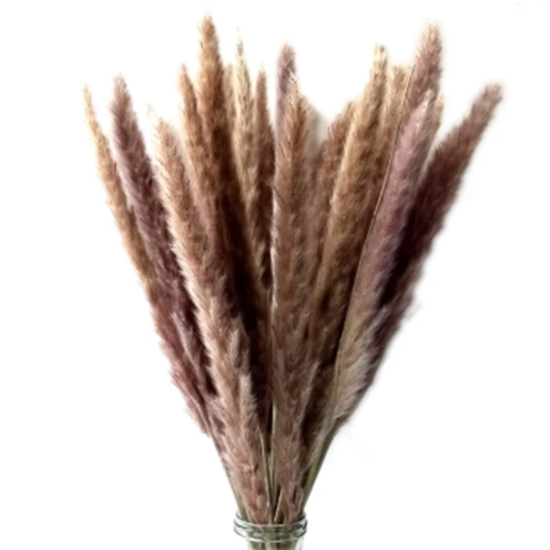 60 шт. Натуральные Сушеные пампасы трава Phragmites Communis Тростниковое растение