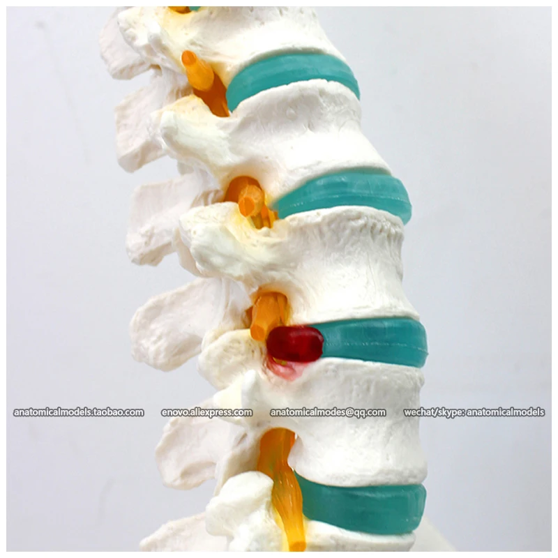 

12376 / Flexible Life-size Vertebral Column with Femur & Tripod , Medical Science Educational Anatomical Models