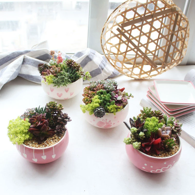 Керамический цветочный горшок с множеством мяса сердце молодой девушки розовый