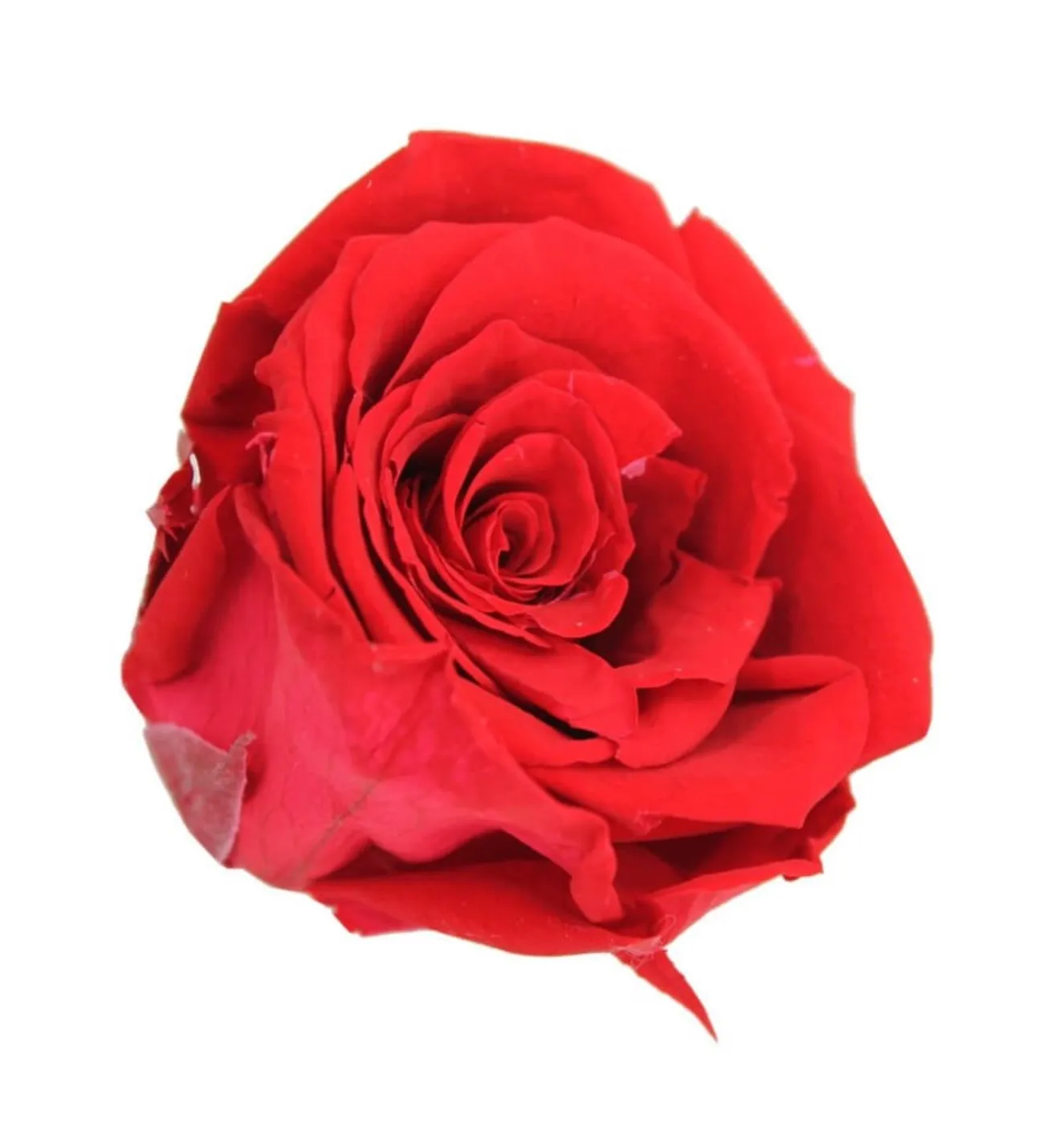 

Custom Production Real Live Fadeless Rose-Red Color