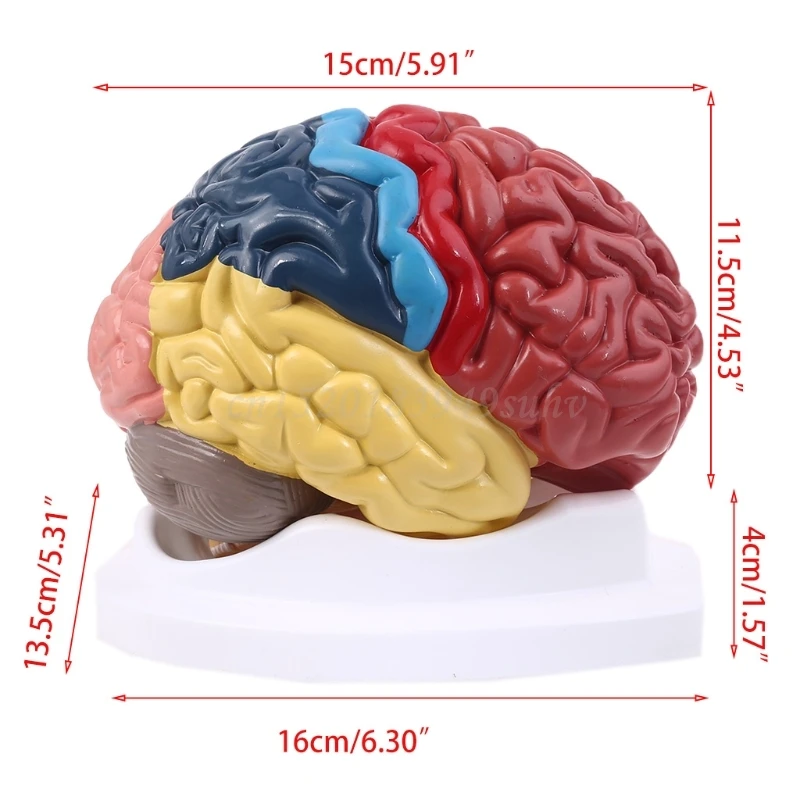 

Life Size Human Brain Functional Area Model Anatomy for Science Classroom Study Display Teaching Sculptures School
