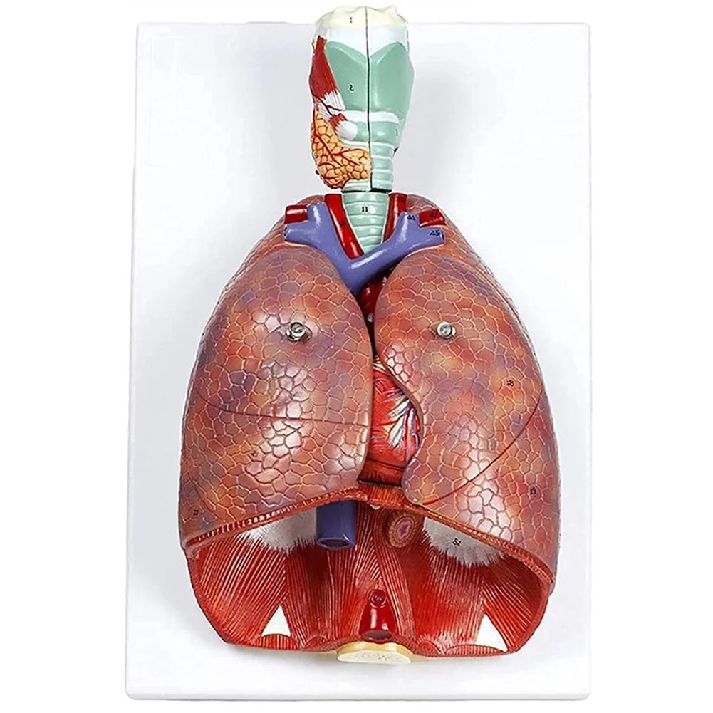

Human Anatomical Series Larynx Heart and Lung Model Respiratory System Organs Model 7 Parts Removable Teaching Tools