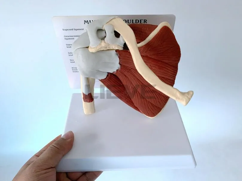 Модель человеческого скелета плечевого отверстия на ключицах модель мышц