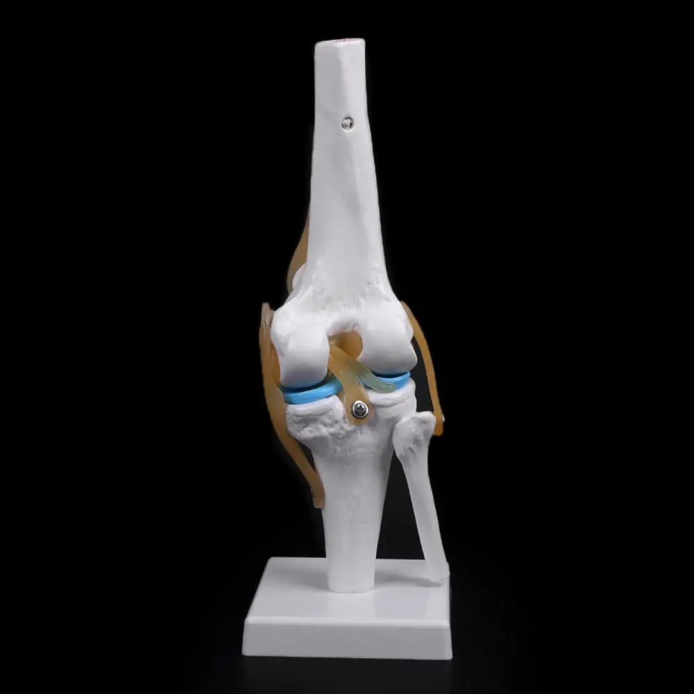 Анатомическая коленная сустава человека гибкая медицинская модель скелета