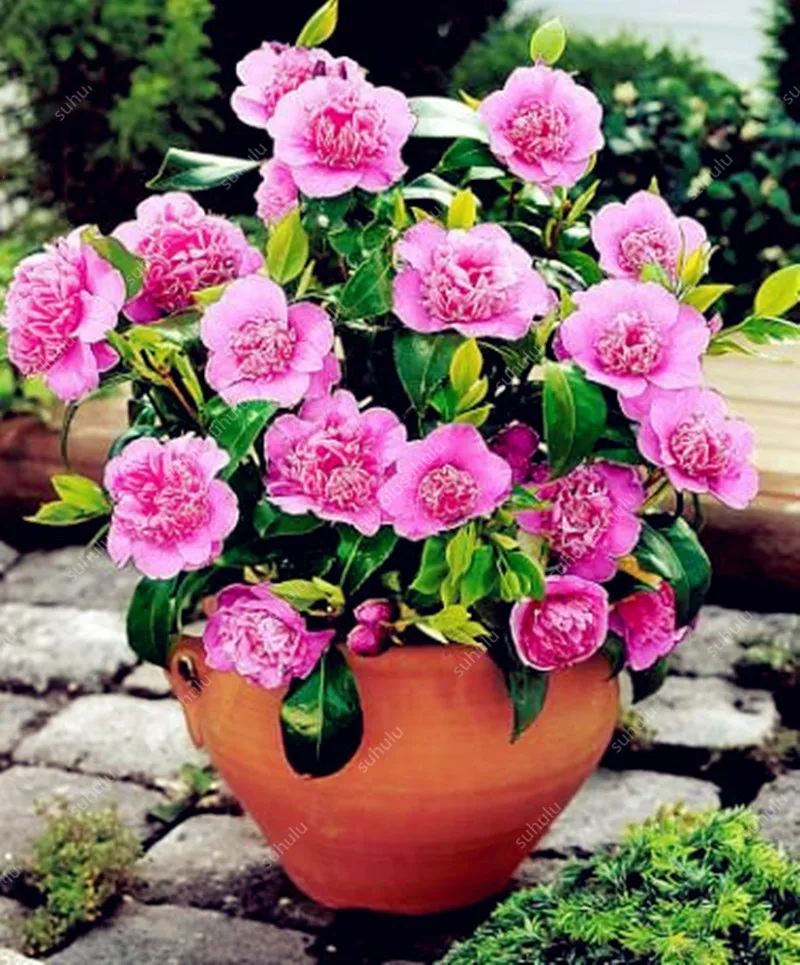 3 шт искусственная Камелия|Цветочные горшки и кадки| |