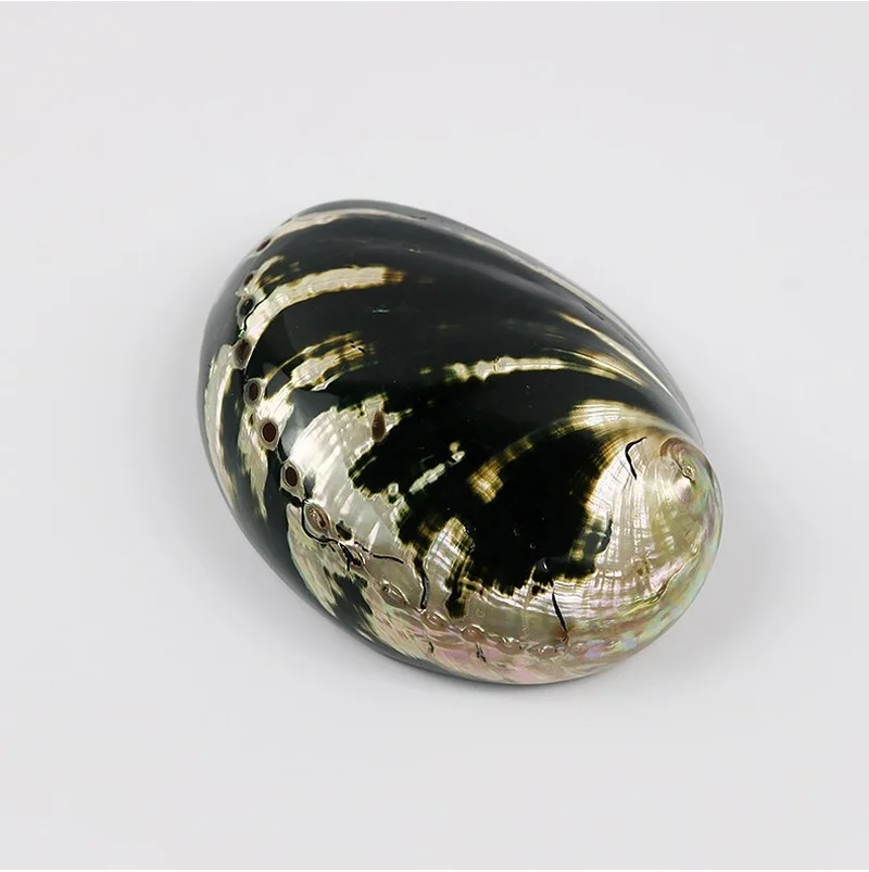 

Natural Black Gold Abalone Shell Coastal Nautical Home Decor Seashell Craft Collection Aquarium Landscaping Jewelry Display Tray
