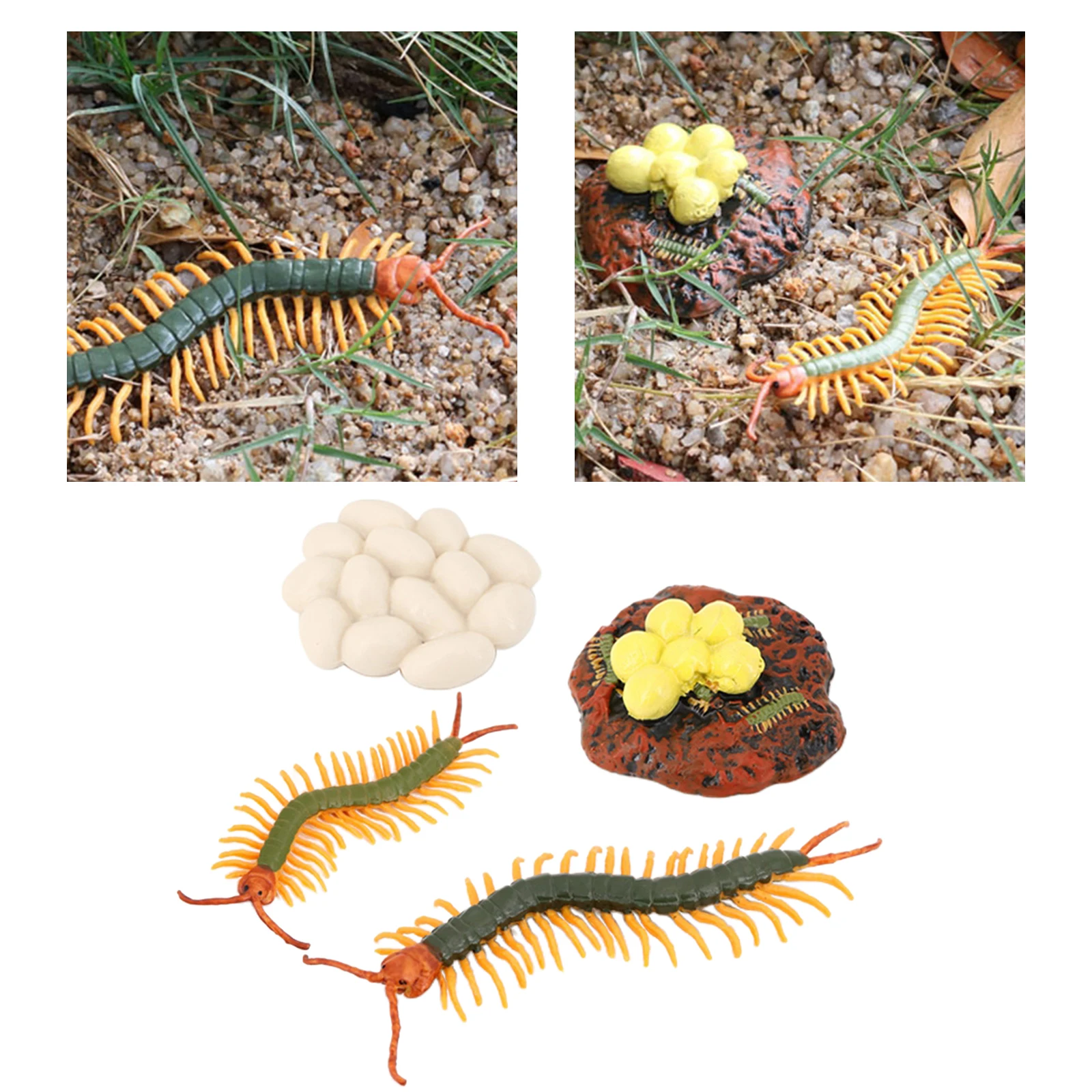 

Baby Early Educational Development Preschool Toy Centipede Life Cycle Model