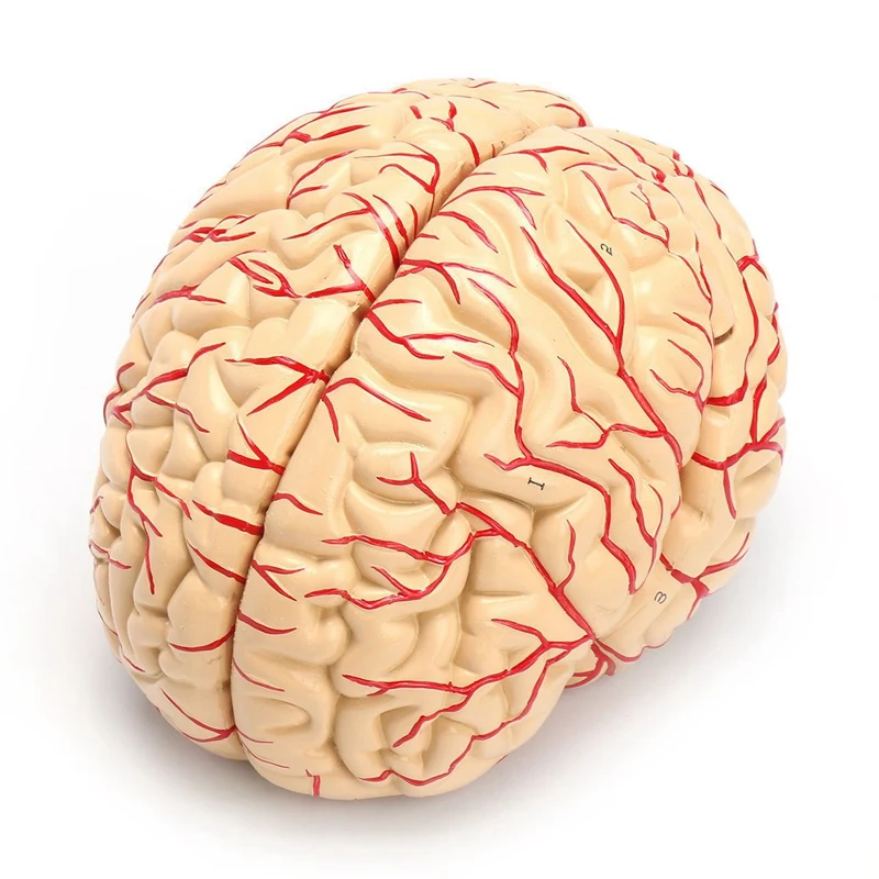 

2 Pcs Cerebral Anatomical Model Anatomy Teaching Lab Supplies, Human Brain Model & Half Brain Model