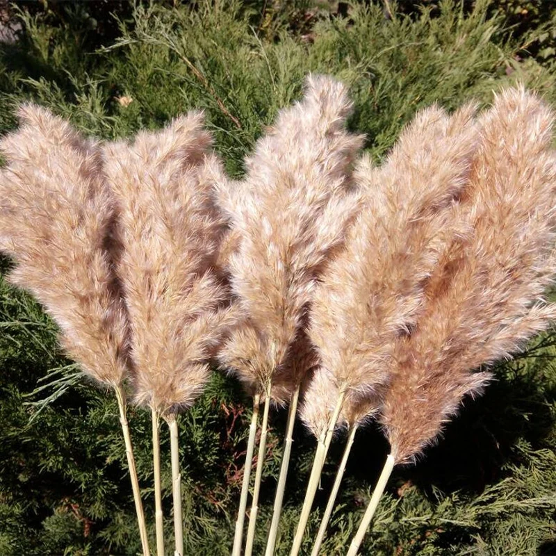 

20 Stems Dried Pampas Grass Bouquet Wedding Decor Dried Flowers Christmas DecorArtificial Flowers Fall Decor Altificial Grass