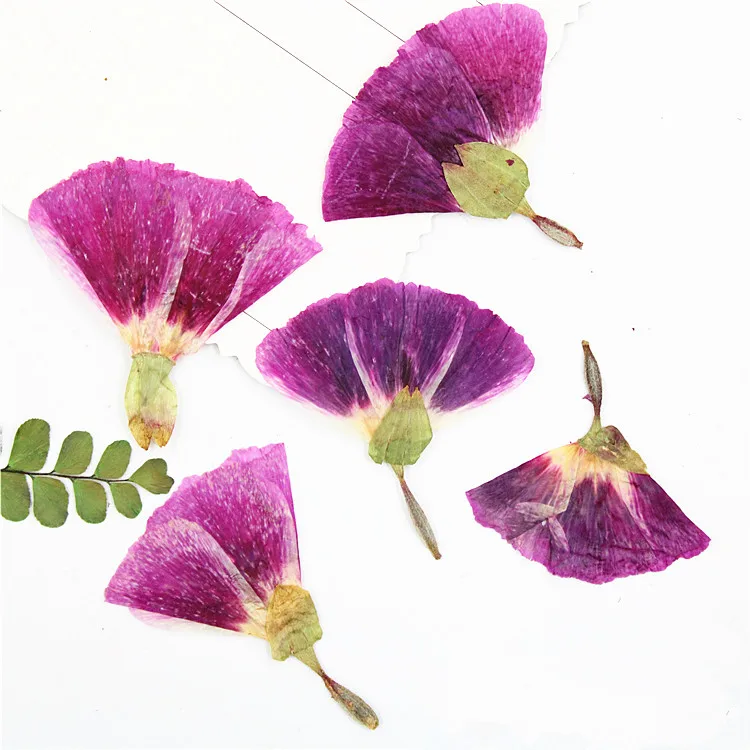 16 шт./3-5 см натуральные прессованные цветочные лепестки вечный фанерообразный