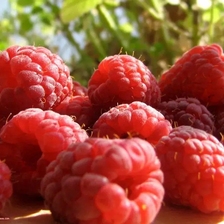 1000 шт. семена фруктов малины ежевики |