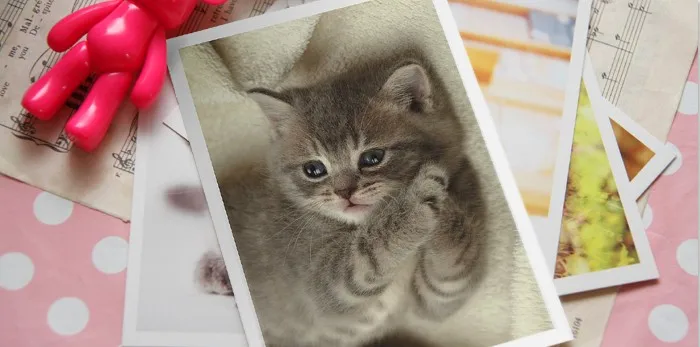 Кошка Домашние животные 2016 открытка s почтовые с животным прекрасный Тукан мир 6