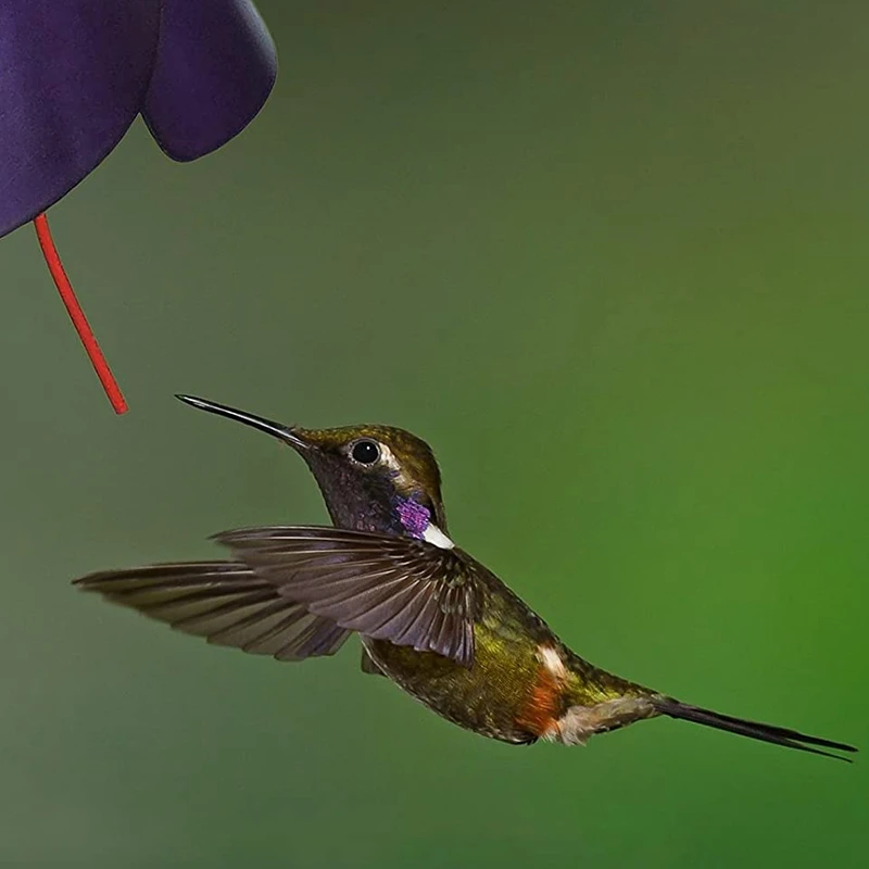 

Bird Feeder, Floral Design Bird Feeder-Easy to Clean, Gift for Bird