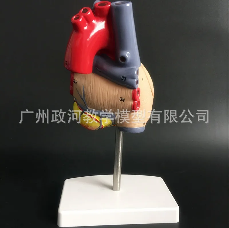 2 части 1:1 человеческое сердце в натуральную величину фотокардиология |