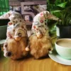 Изображение товара 0