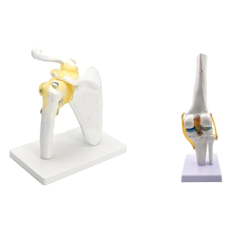 

1 Pcs Human Shoulder Joint Model, & 1 Pcs Knee Joint Simulation Model - Human 1:1 Size Anatomy Teaching Mold