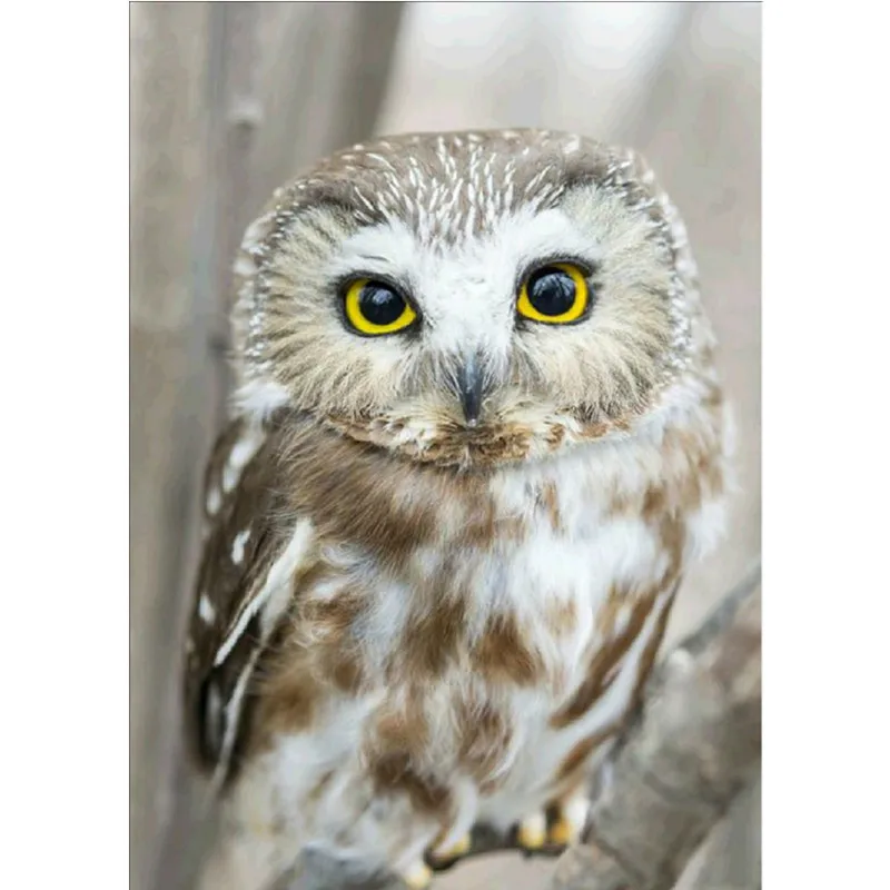 Сделай сам с большими кругами алмазная живопись 5d вышивка рисунком в виде сов