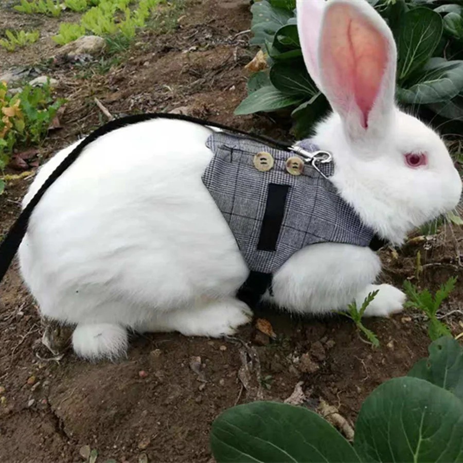 

Hamster Rabbit Dog Suits Harness Vest Rabbit Leash Small Animals Hamster Accessories Pet Puppy Harness Leash Lead Set