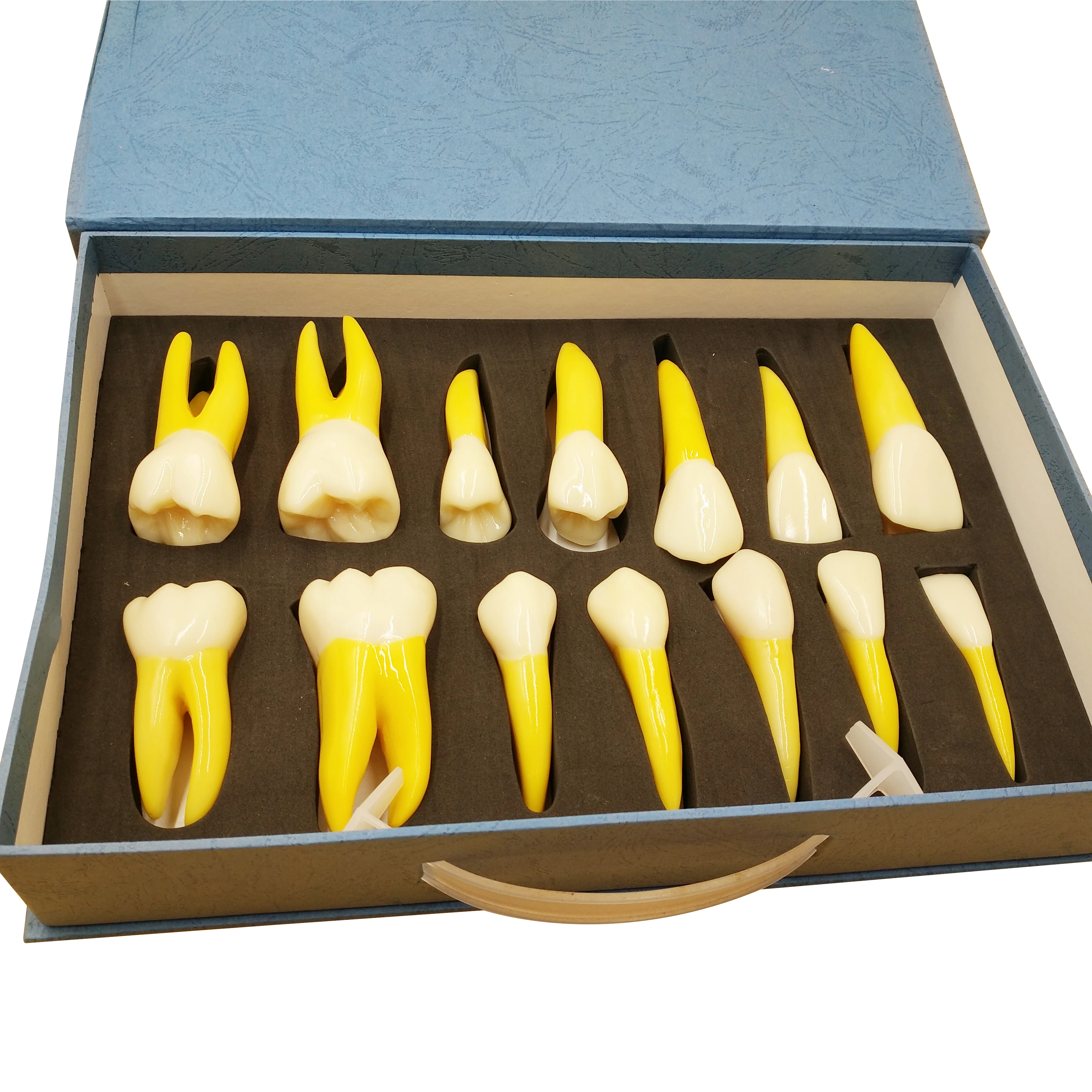 NEW  4 Times Permanent Anatomical / (Right 14) whole teeth model