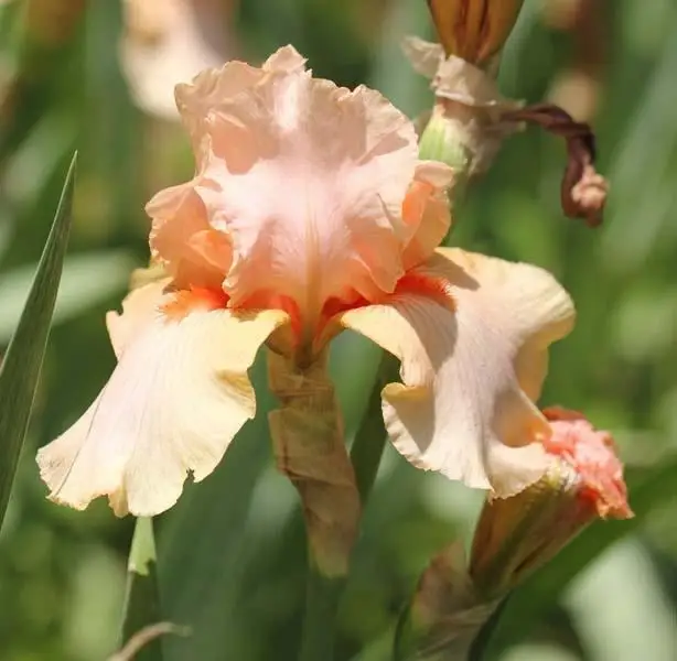 

10 Iris Bulb Perennial Strong Roots Greening Hardy Decoration Rare Easy To Specie Home Garden Pleasant Natural Easy Plant Flower