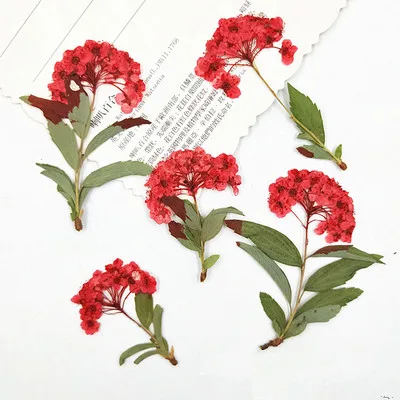 12 шт. натуральные прессованные мини нарциссы с ветками Вечные лепестки DIY