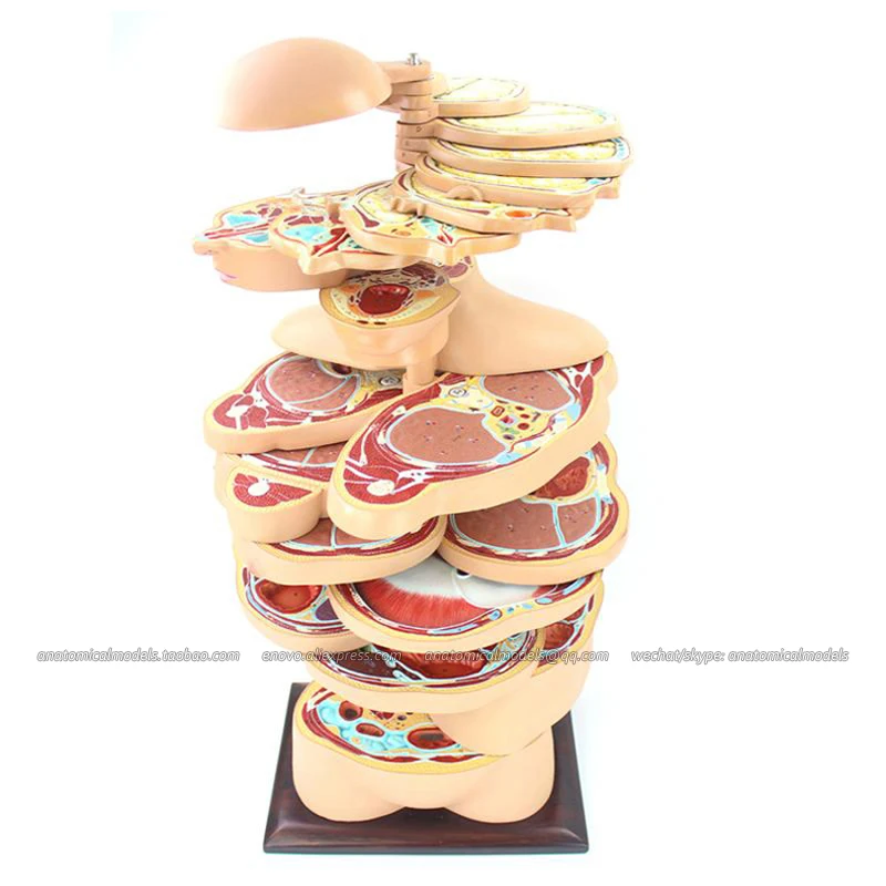 12398 1/анатомическая модель горизонтальной резки человеческого тела и головного