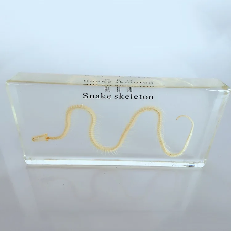 Животные голубь змея лягушка дом ящерица кости скелет встроенный образец