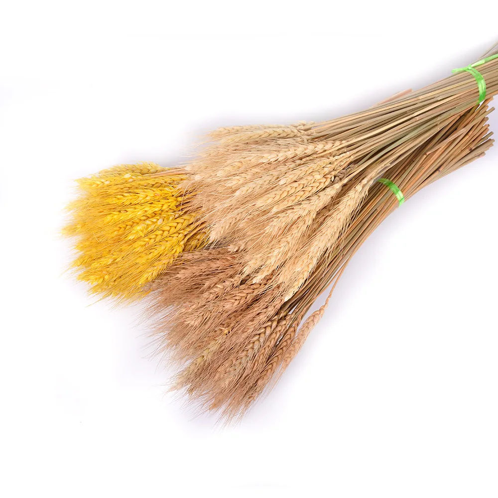 100 шт. искусственные пшеничные уши натуральные сухие цветы зернистый букет для