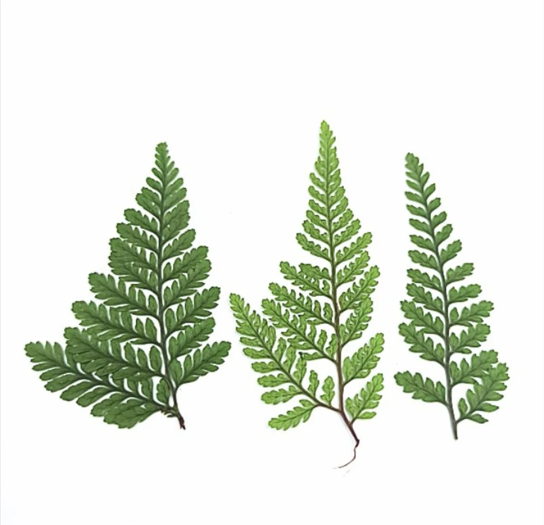 60 шт. прессованный высушенный цветочный натуральные Кристаллы ручной работы