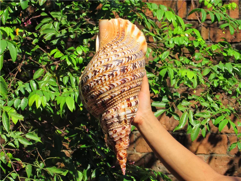 

Роскошные украшения раковины Деловой Подарок больших морщин раковины статуи раковины домашние свадебные декоративные штампы