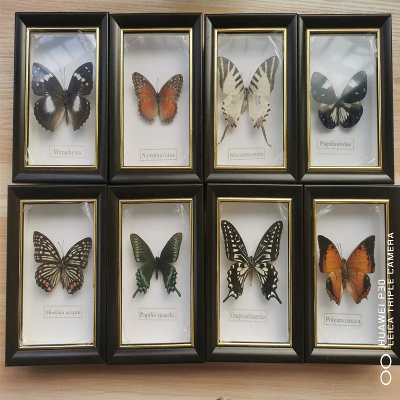 

Красивый образец бабочки, коллекция обучающих материалов/образец бабочки, фоторамка, художественное оформление, украшение для дома