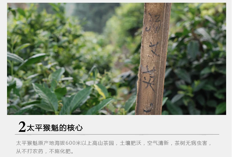 250g 500g Green Tea New Tea Spring Tea Alpine Tea Taiping Monkey Kui Tea, a specialty of Huangshan, Anhui Province