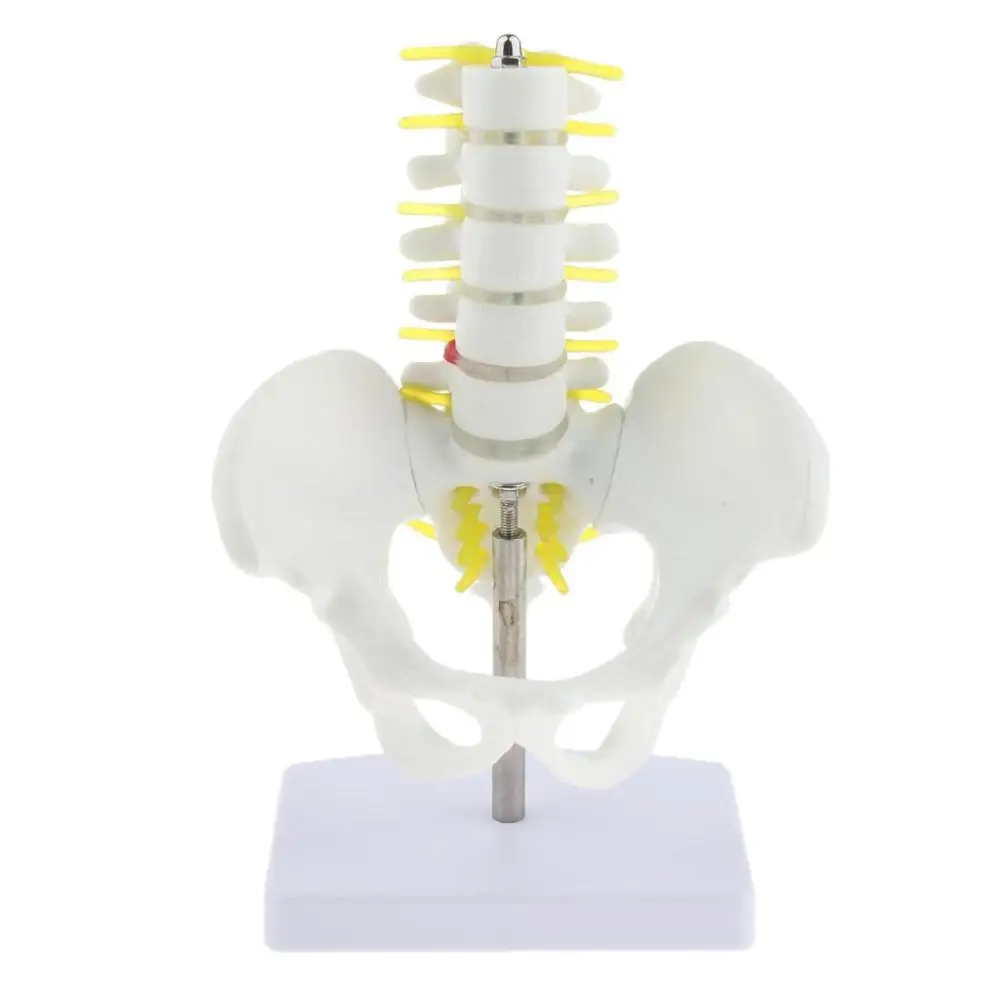 

Mini Pelvis Human with 5 Lumbar Vertebrae Skeleton Anatomical anatomy model medical student supplies