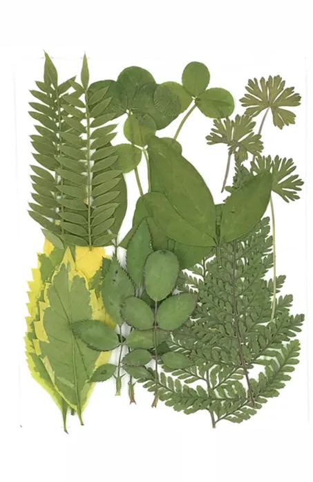 21 искусство природные прессованные листья в смешанпосылка настоящее растение