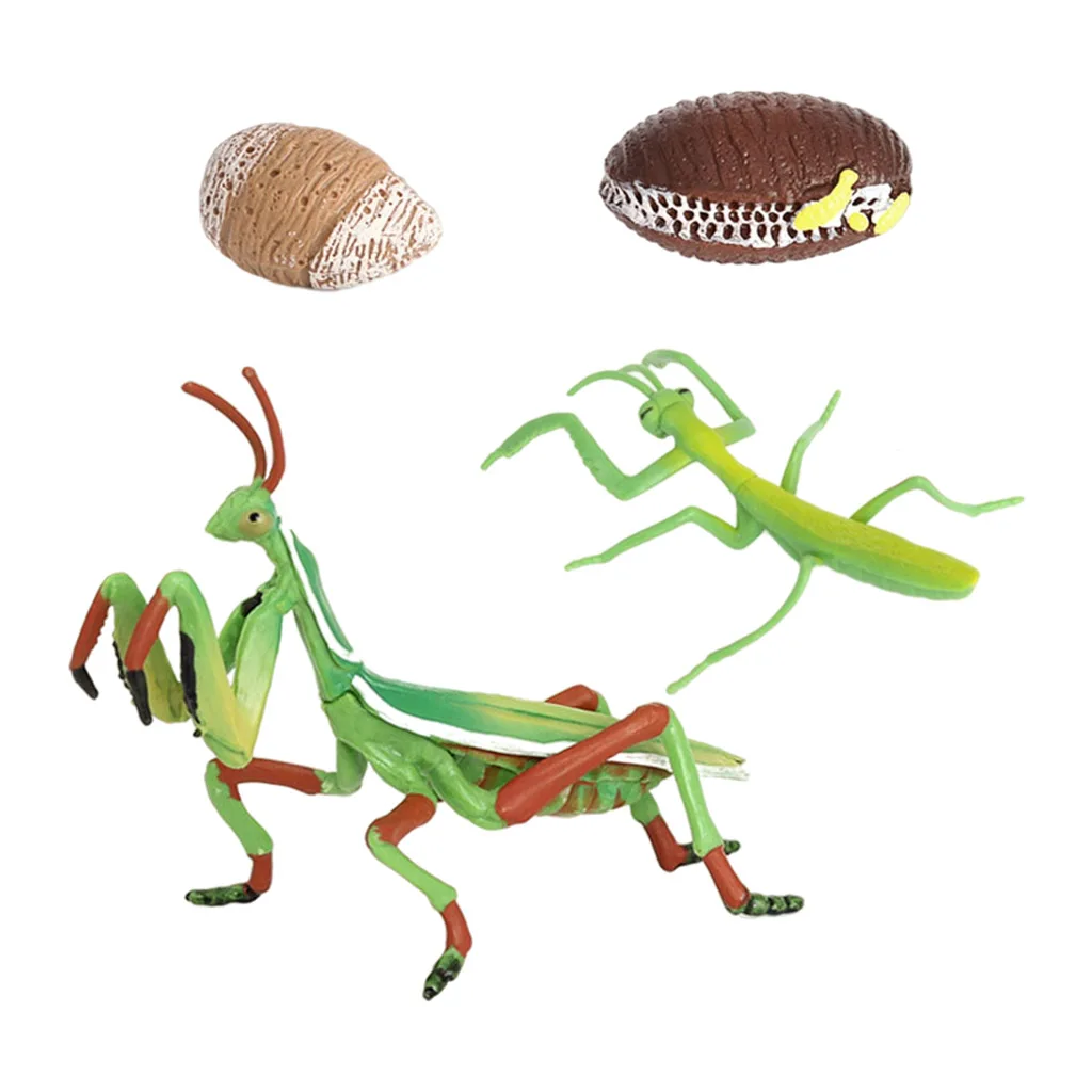 Ciclo de vida de un Montessori, 4 partes, proceso de crecimiento de insectos, aprendizaje educativo-1