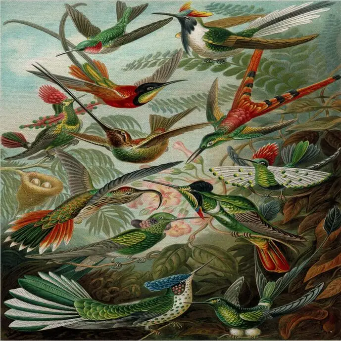 

Tropical Birds Art Film Print Silk Poster Home Wall Decor 24x24inch