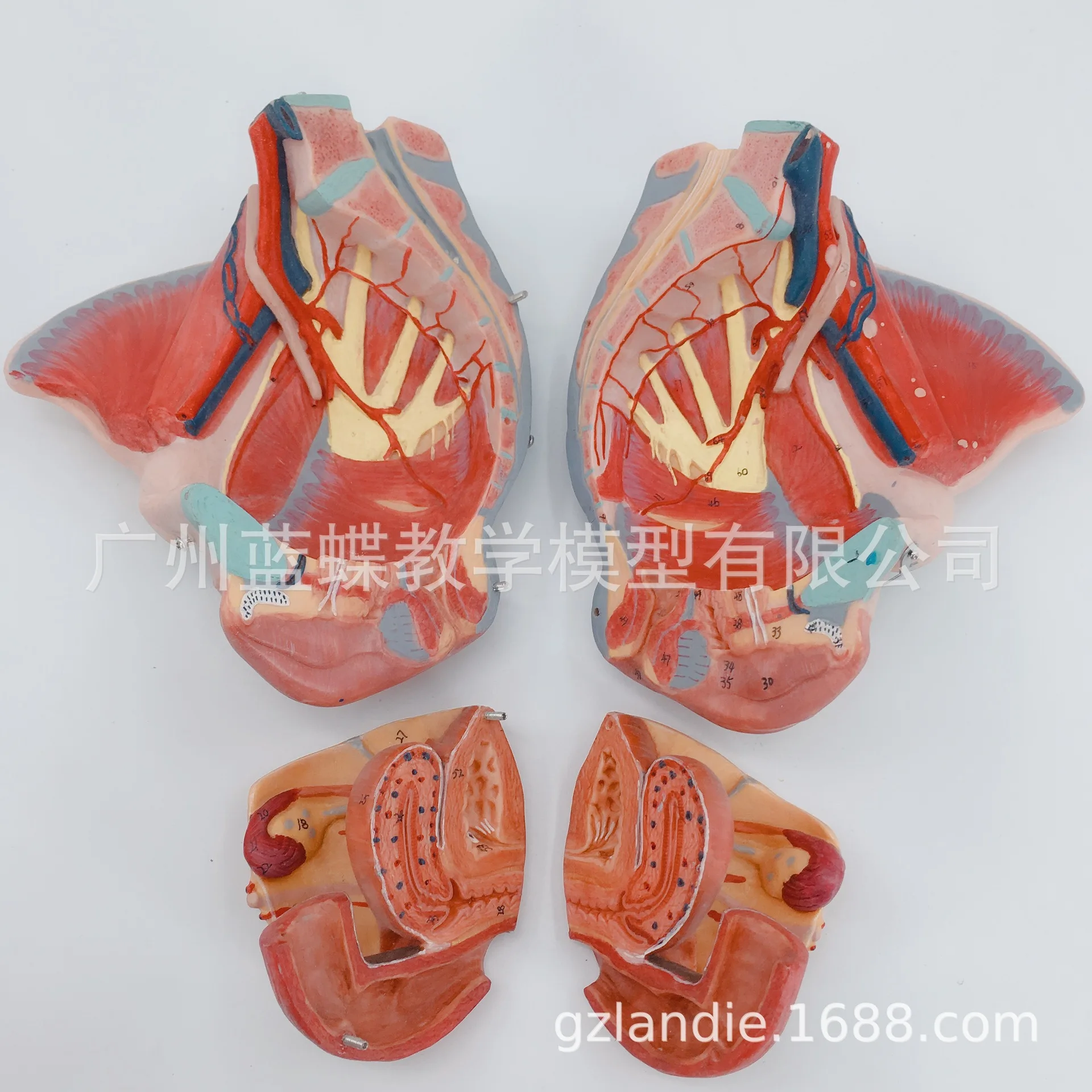 71 метка ПВХ женщина таза пол мышцы человека скелетная модель 20*27*18 нерва модели с