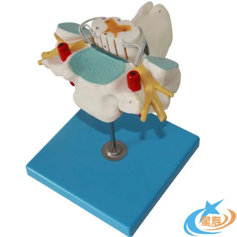 Анатомия человека из пвх увеличивает шейный позвоночник и спинномозговой нерв