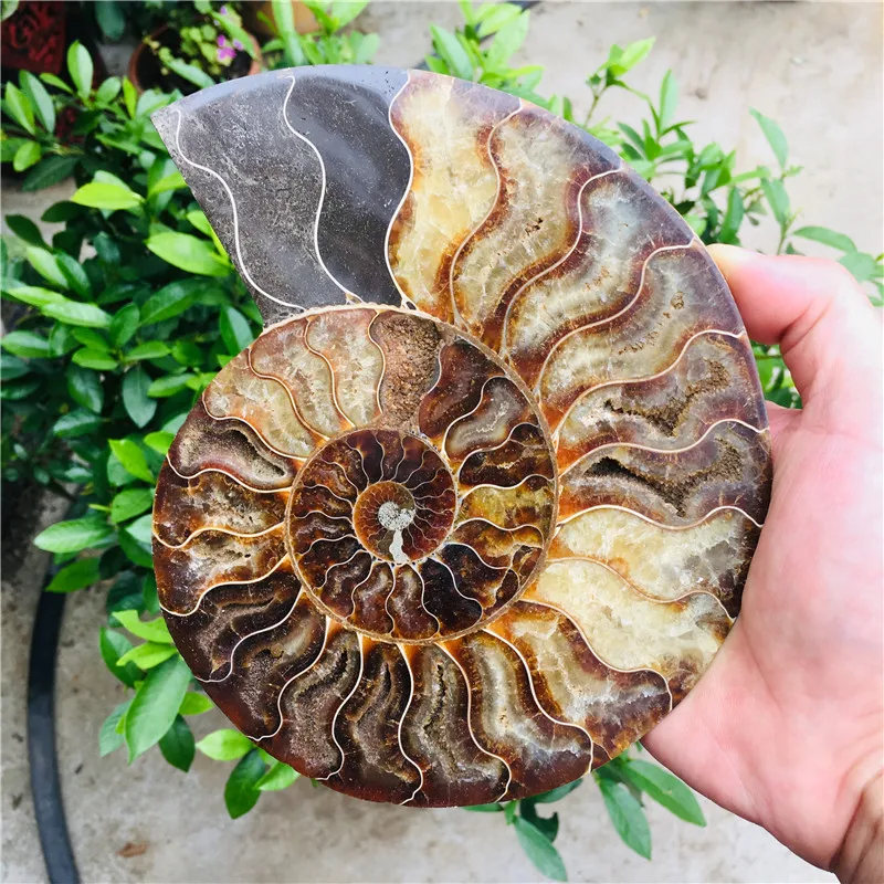 Натуральный аммоний довольно NAUTILUS MADAGASCAR FOSSIL с лечебным действием образцы