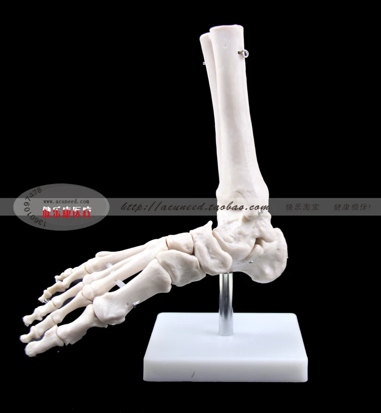 Модель человеческой стопы подошва для ног суставы голеностопа тибия и фибулы