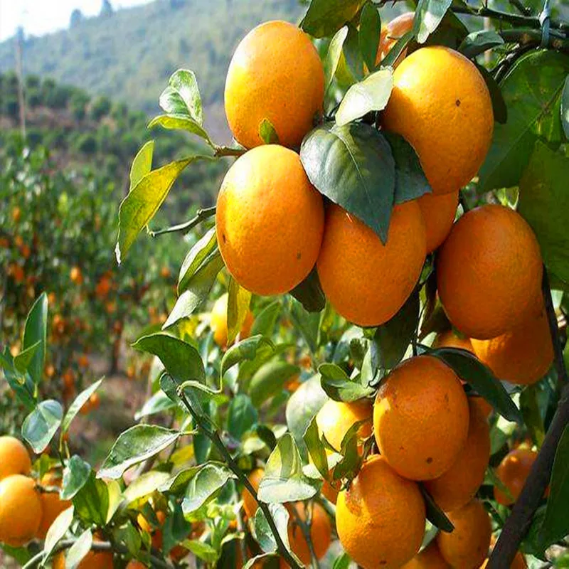 Regulador de crecimiento de plantas 10 gramos DCPTA 98% min cas 65202-07-5-4